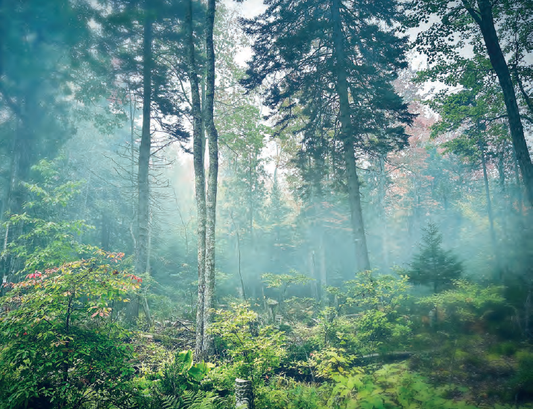 Featured archival image for Applied Biodynamics — Issue No. 109 (Autumn 2023)