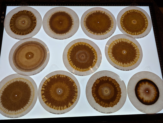 Soil chromatography display at the 2025 Chesapeake Regional Biodynamic Conference