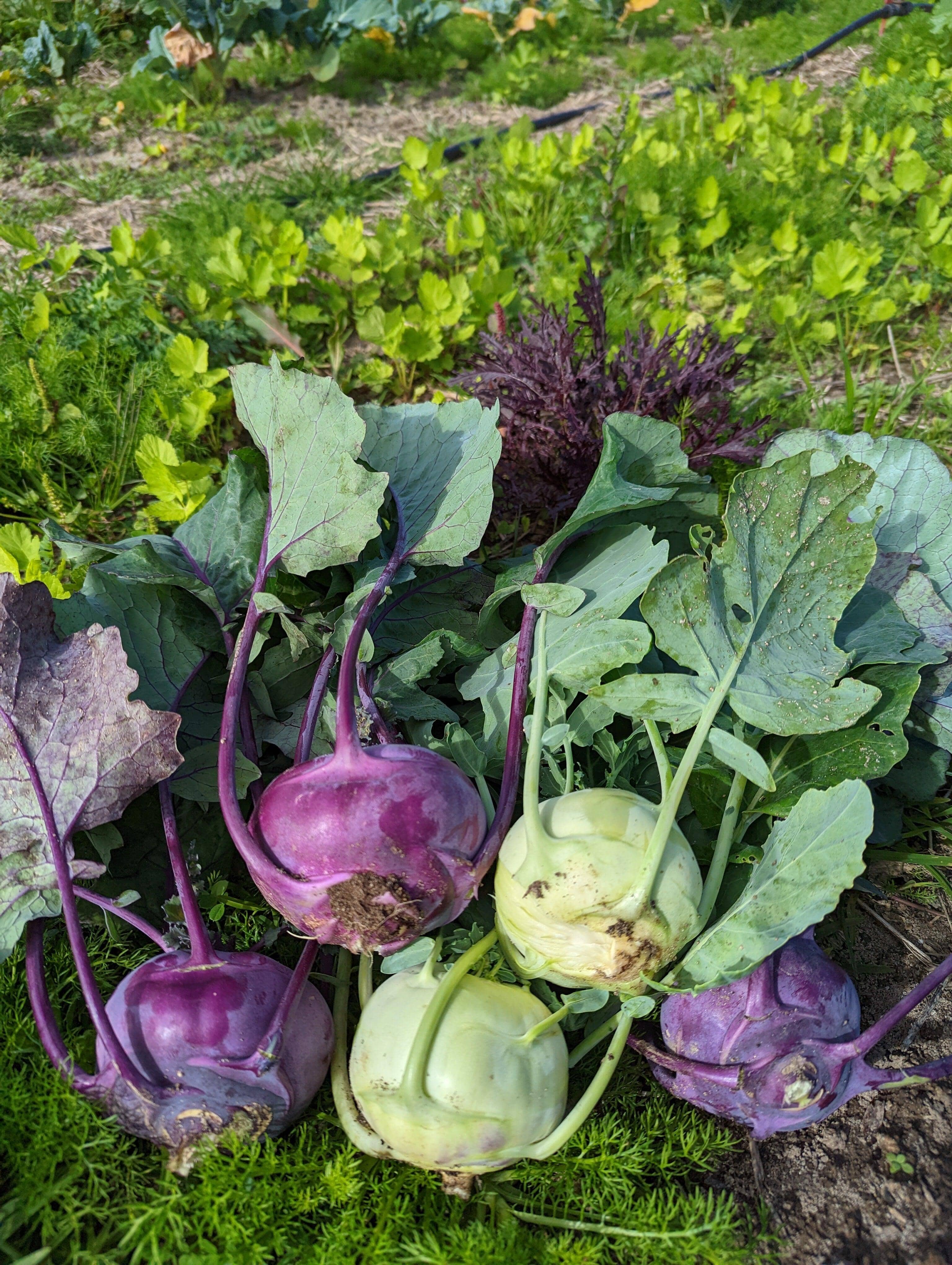 Biodynamics Does Biodynamics Really Improve Crop Quality?