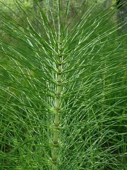 Equisetum and Fungus: Good and Bad - The Josephine Porter Institute