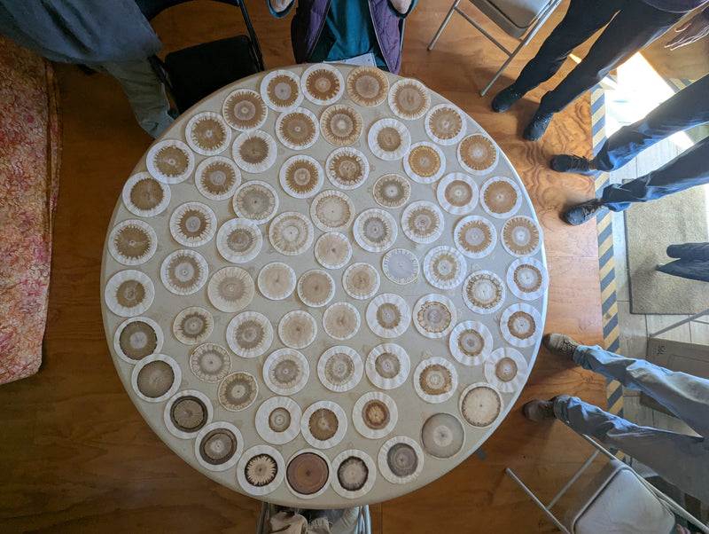 Participants examining circular soil chromatograms during the Eye of the Cosmos workshop in 2025