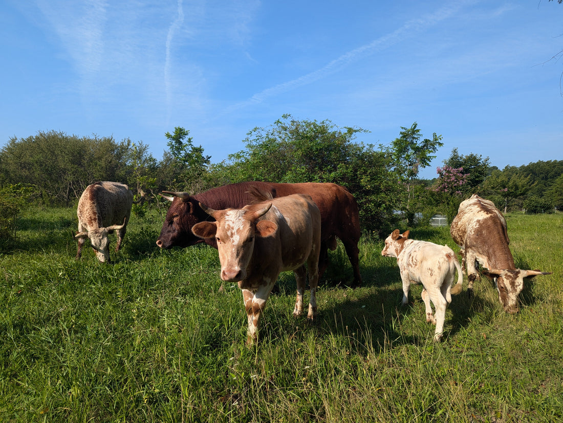 Join Us for Our Fall Biodynamic Celebration