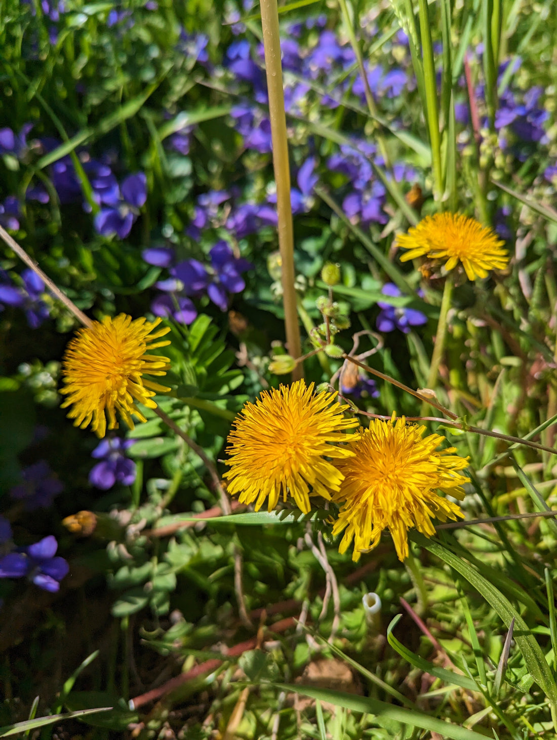 Spring 2023 Spring Biodynamic Gathering 