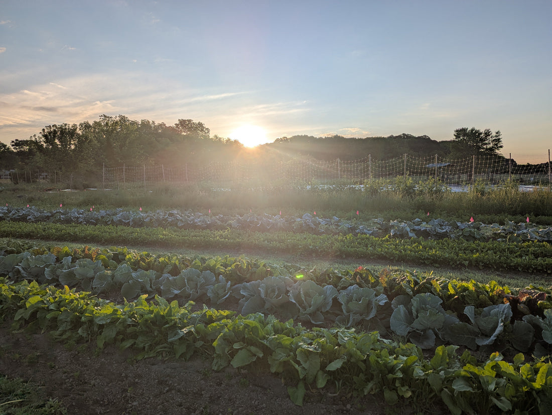 Biodynamics and Returning to the Wild