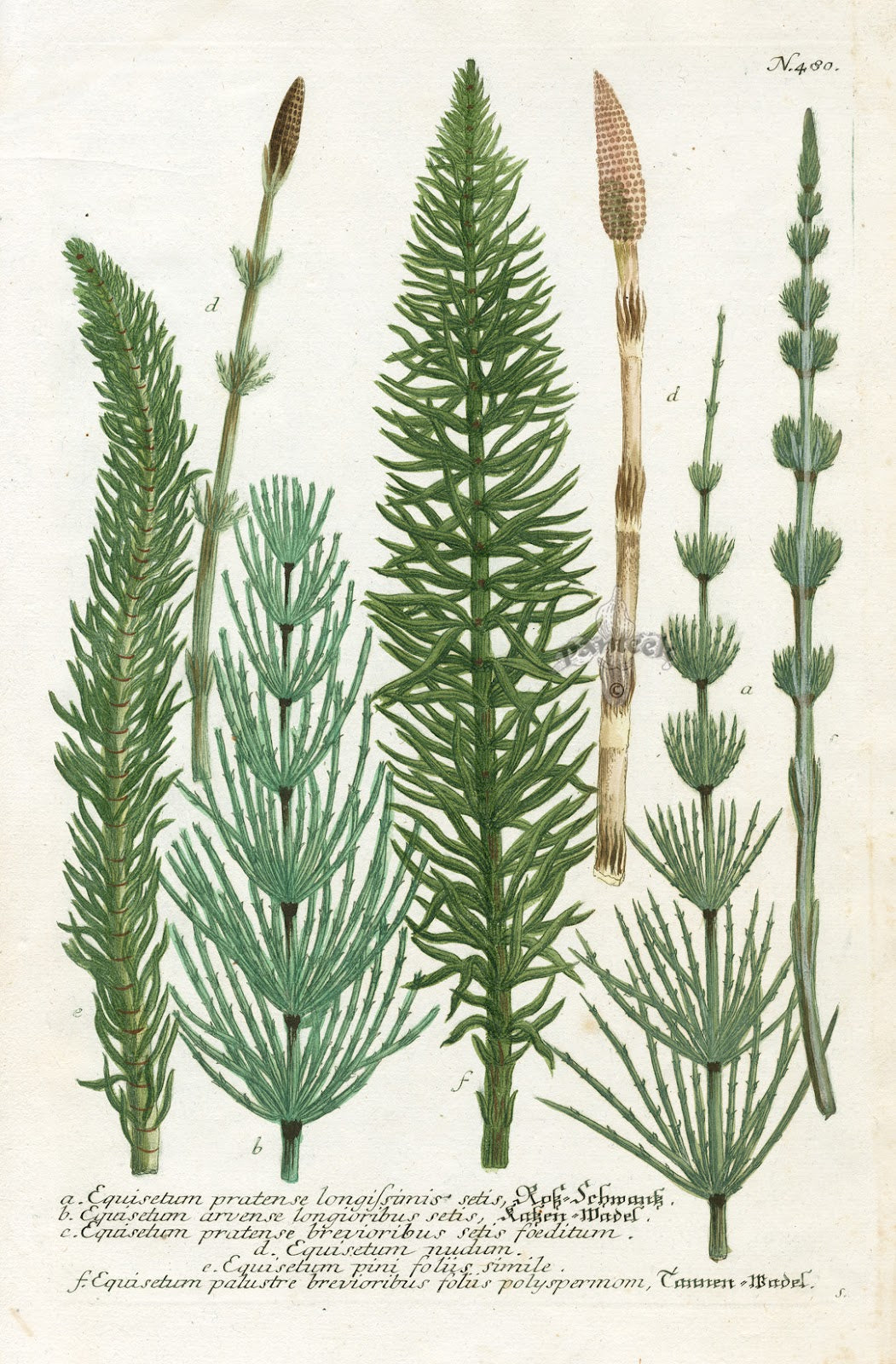 Horsetail Herb–Equisetum Arvense–BD 508