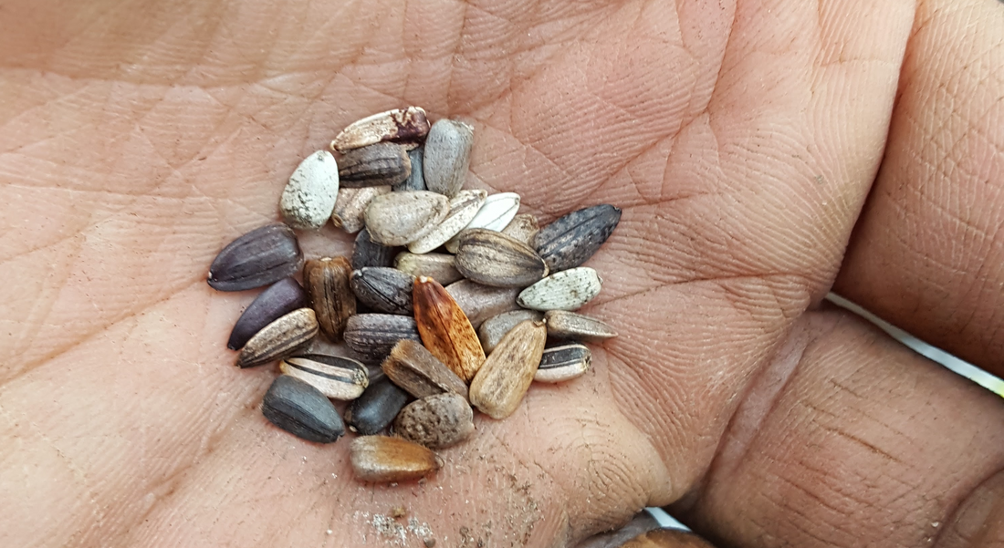 How to Save Better Seeds