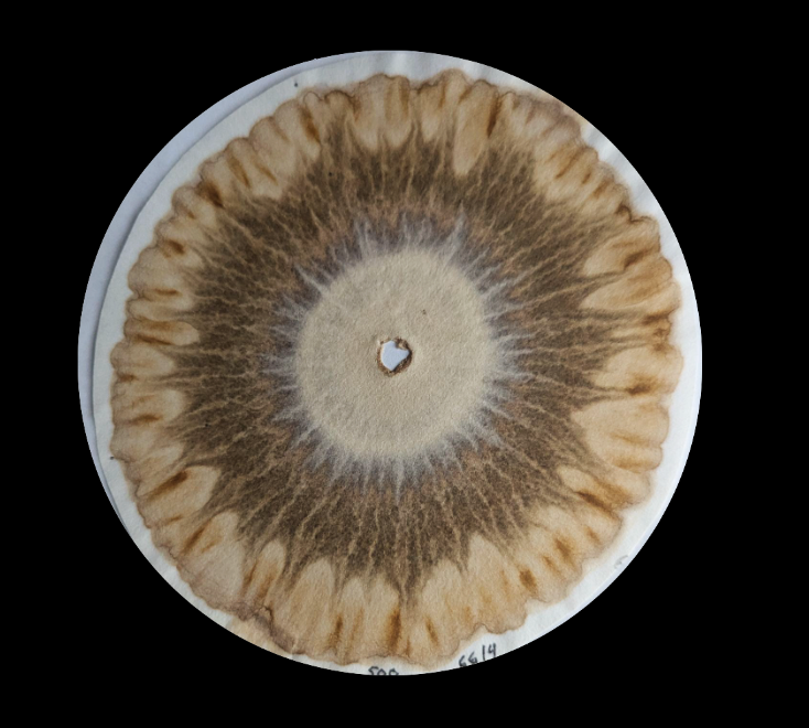 The Eye of the Cosmos: Viewing Soil Life through Chromatography
