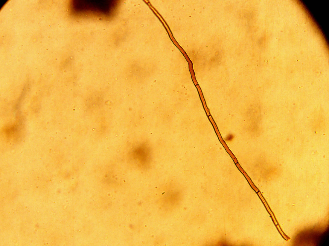 Under the Microscope