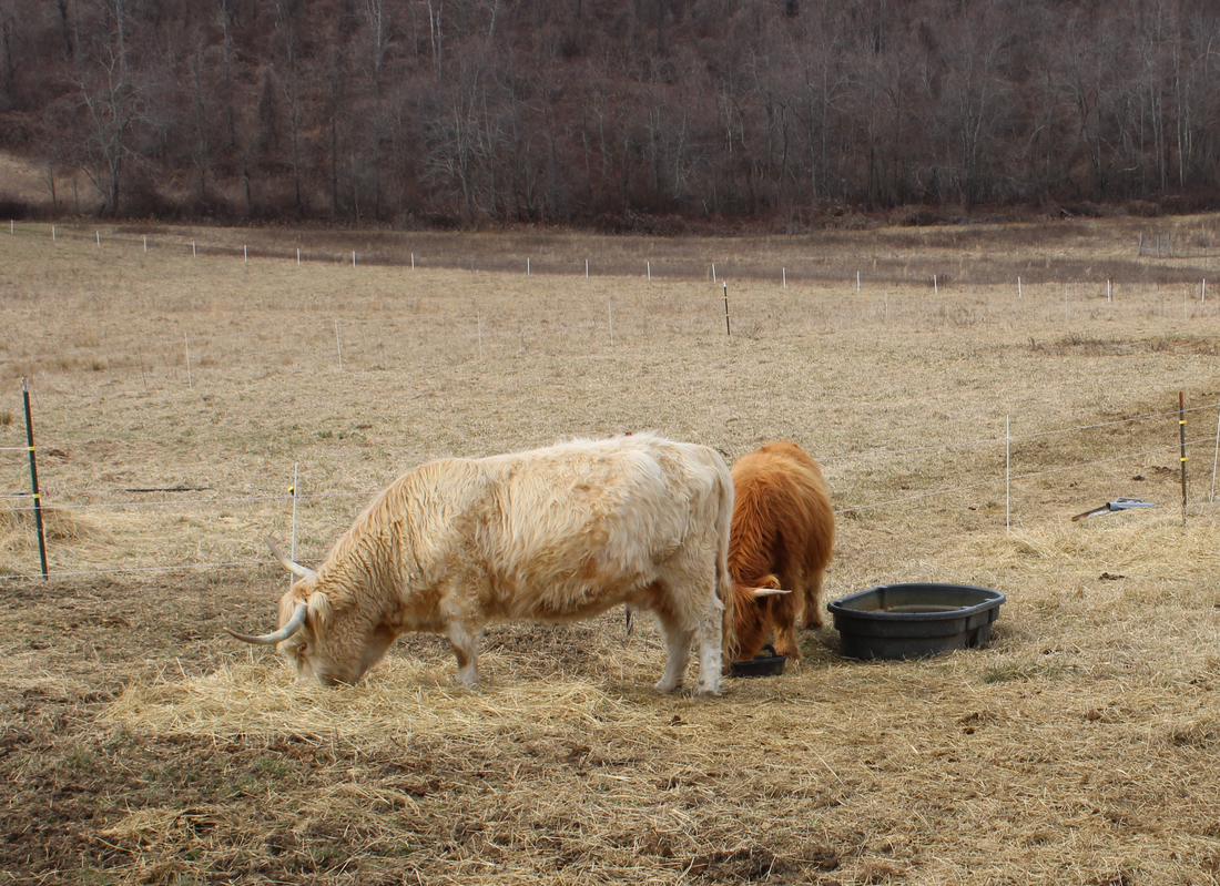JPI Biodynamic Winter Farm Update