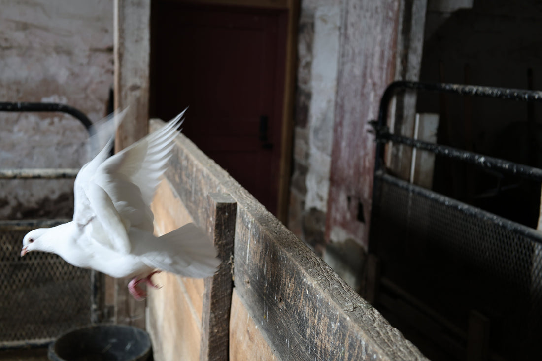 The Language of Birds