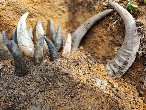 Demeter International Colloquium on Biodynamic Preparations 