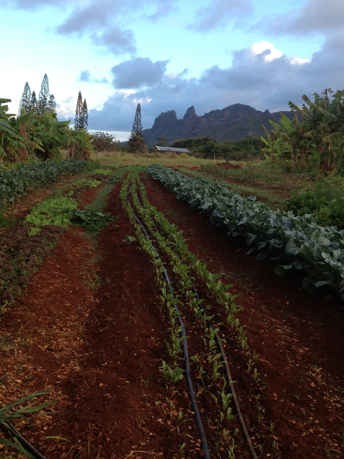 Why I Love Biodynamics