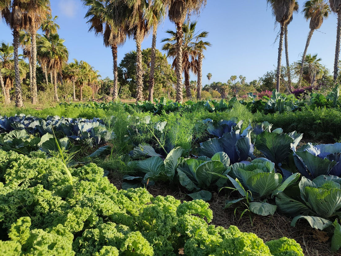 Biodynamics in the Dry Tropics