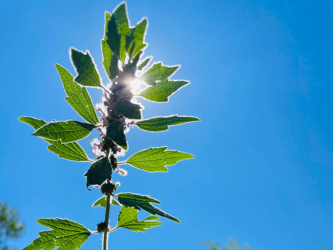 Biodynamic Digest #4