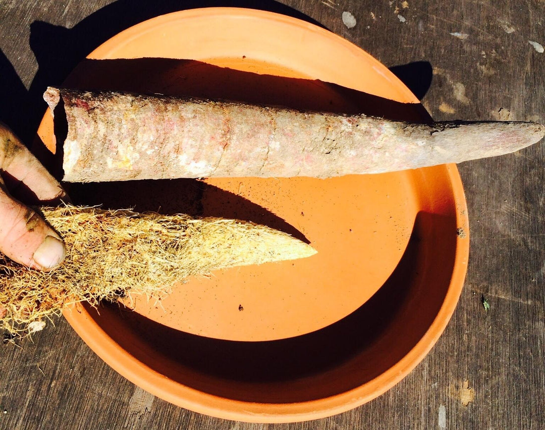Biodynamic Burial Considerations