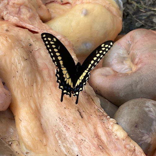 Press Release: METAMORPHOSIS 