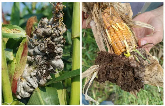Biodynamics and Moon-soaked Fire: Larvae, Seeds, and Paracelsus