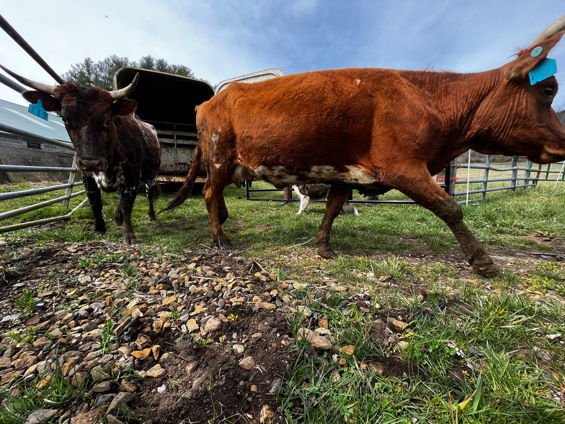 News From the Farm