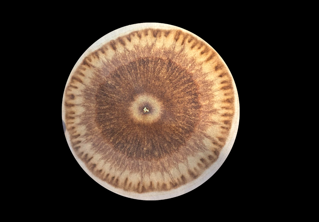 Contemplative Chromatography 