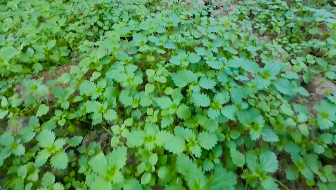 Grasping the Nettle