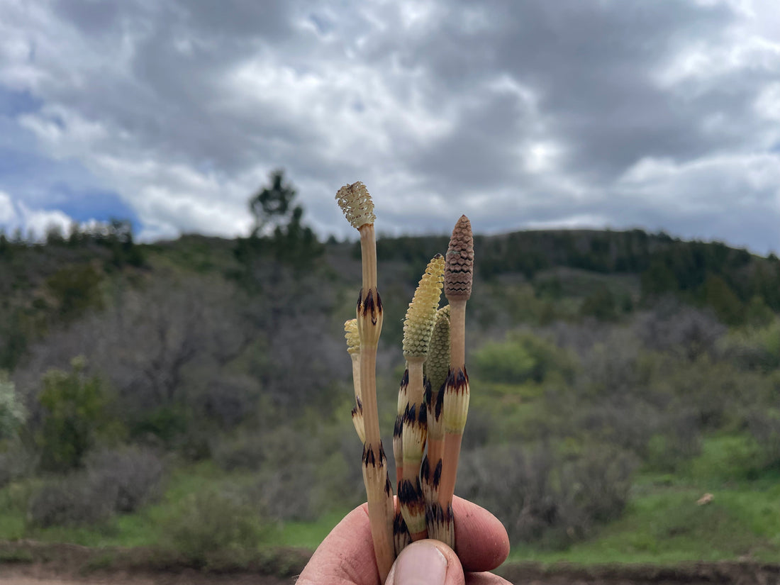 Biodynamic Digest #2