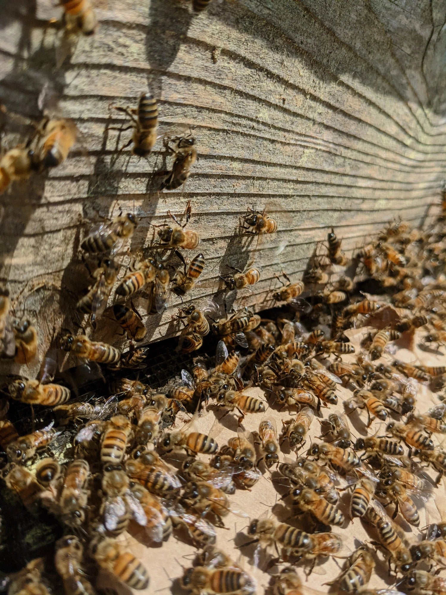 Beekeeping - The Josephine Porter Institute