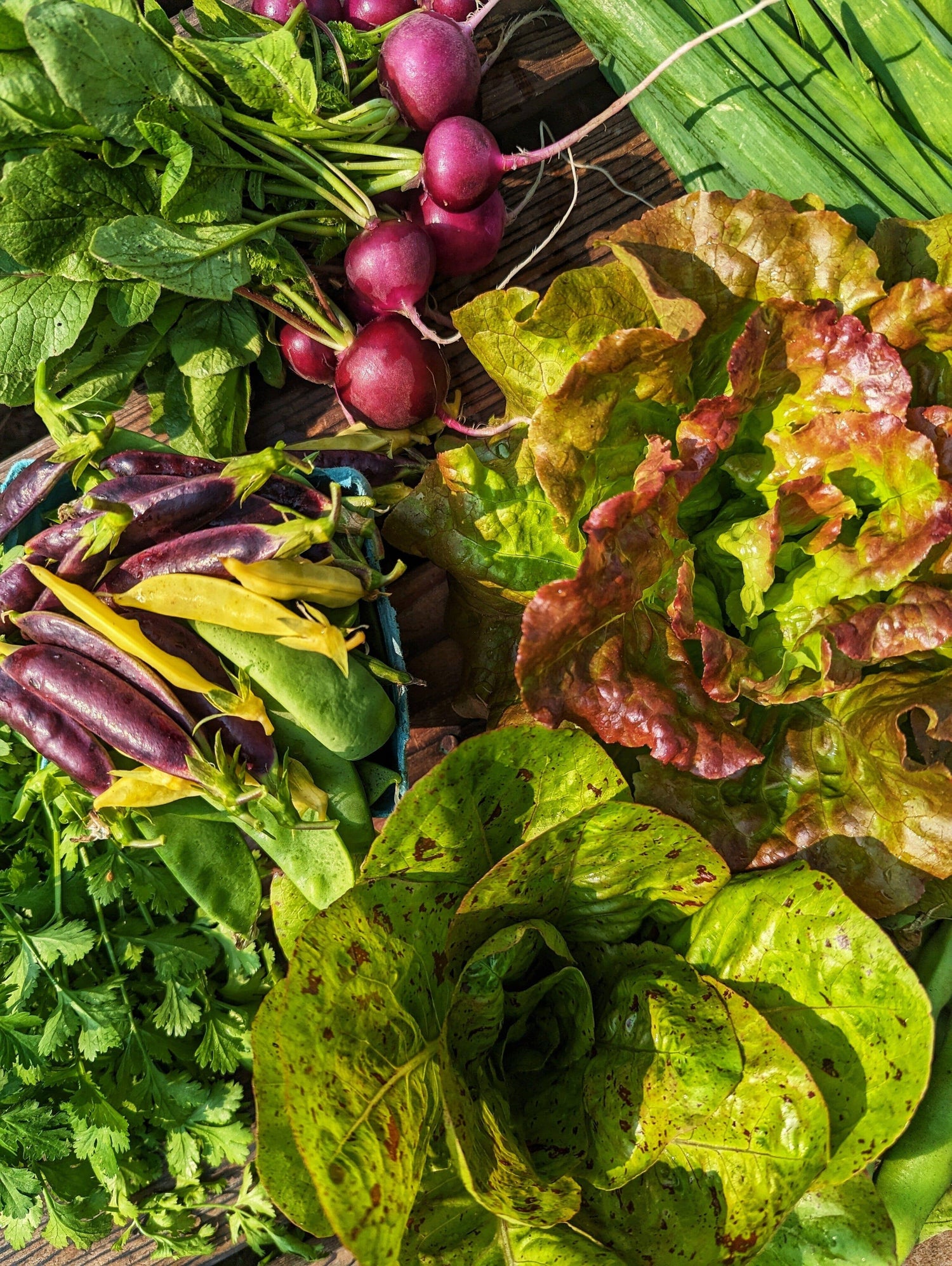 Gardening - The Josephine Porter Institute