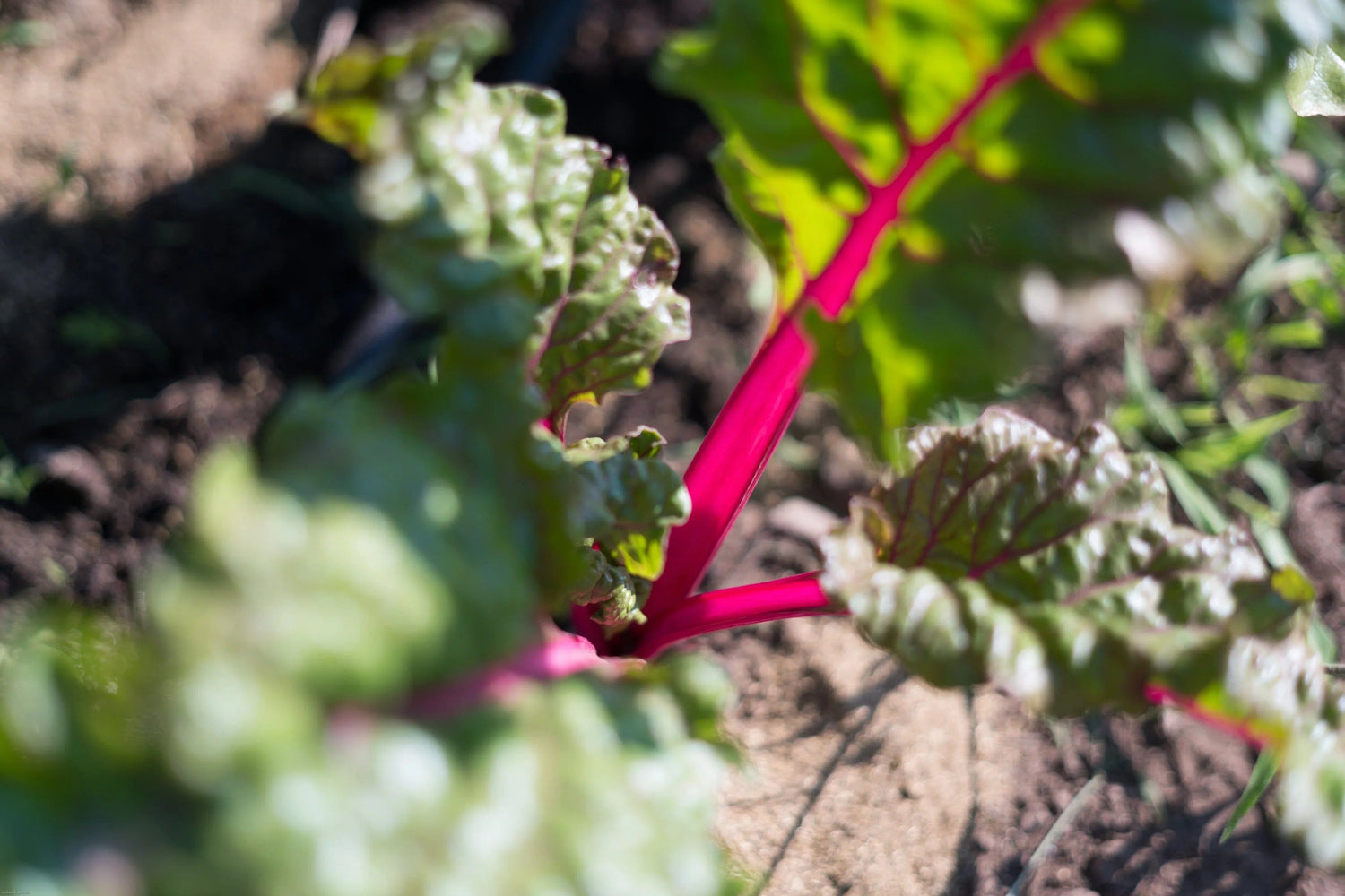 Pfeiffer - The Josephine Porter Institute