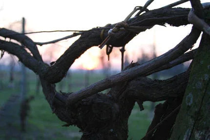 Vineyards - The Josephine Porter Institute