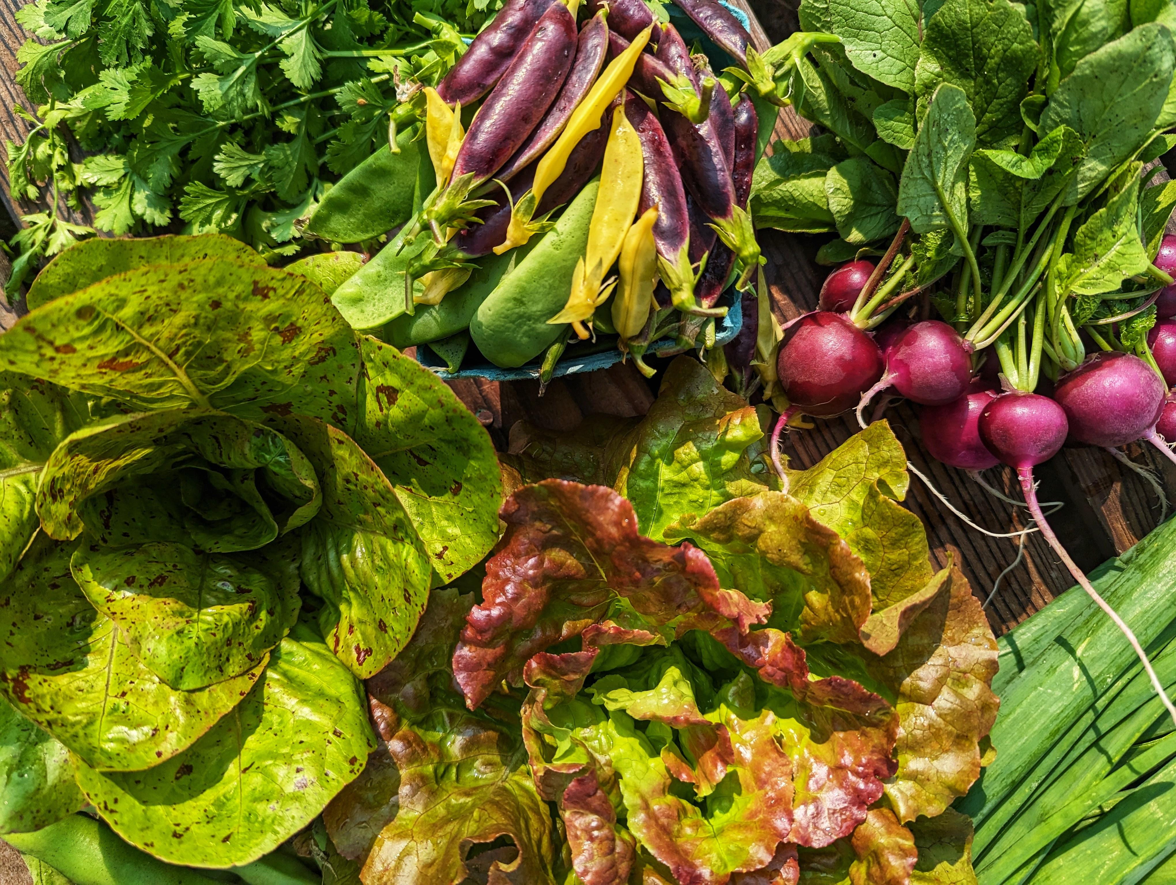 Fresh vegetables gathered after harvest