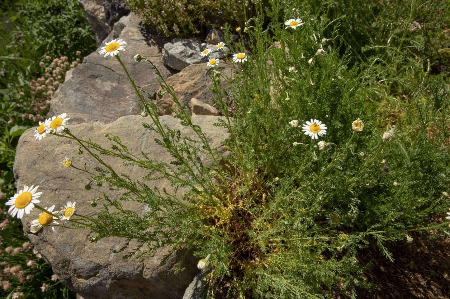 Biodynamic Chamomile Preparation - Matricaria chamomilla - (BD 503) BD Compost Preparation - The Josephine Porter Institute