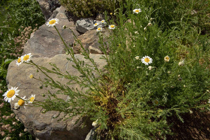 Biodynamic Chamomile Preparation - Matricaria chamomilla - (BD 503) BD Compost Preparation - The Josephine Porter Institute
