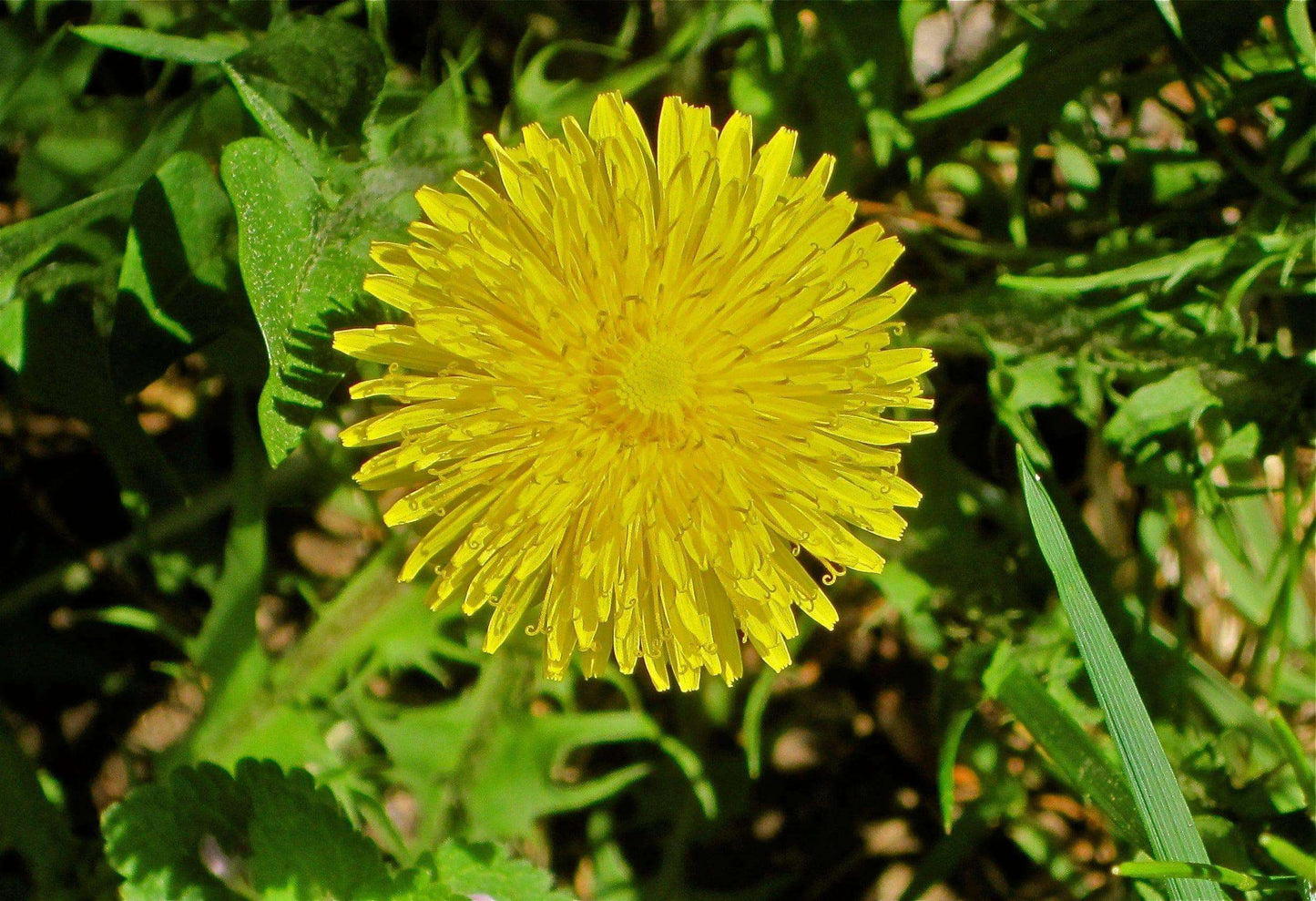 Biodynamic Dandelion Preparation – Taraxacum officinale – BD 506 Compost Preparation - The Josephine Porter Institute