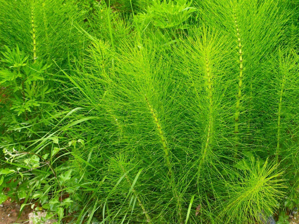 Biodynamic Horsetail Plant Preparation - Equisetum arvense (BD 508) BD Antifungal Spray Preparation - The Josephine Porter Institute