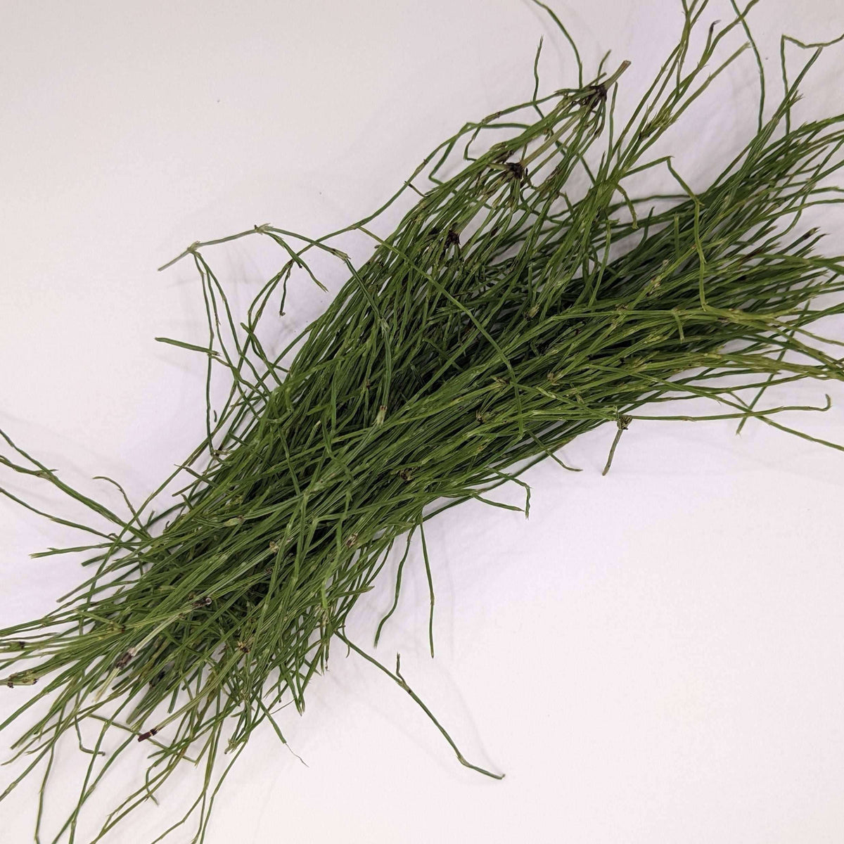 Biodynamic Horsetail Plant Preparation - Equisetum arvense (BD 508) BD Antifungal Spray Preparation - The Josephine Porter Institute