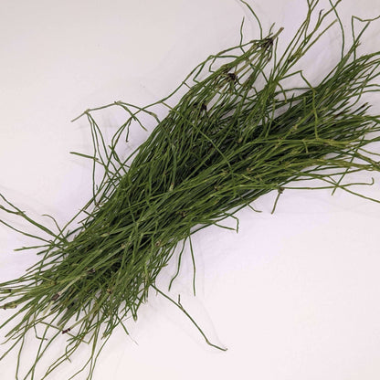 Biodynamic Horsetail Plant Preparation - Equisetum arvense (BD 508) BD Antifungal Spray Preparation - The Josephine Porter Institute