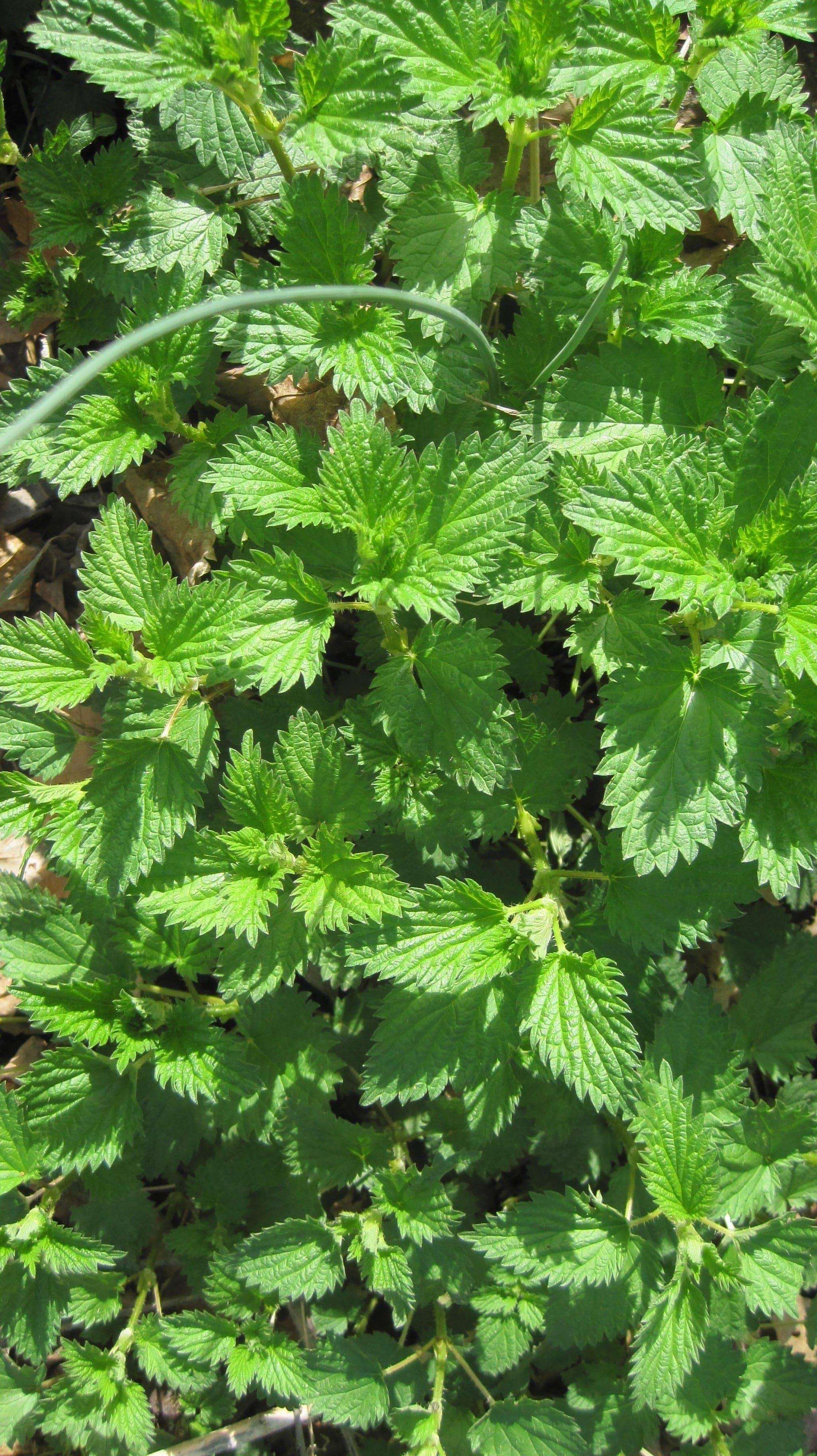 Biodynamic Stinging Nettle Preparation – Urtica dioica – BD 504 BD Compost Preparation - The Josephine Porter Institute