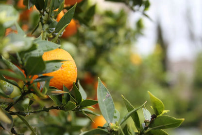 Biodynamic Tree Harmonizer - The Josephine Porter Institute