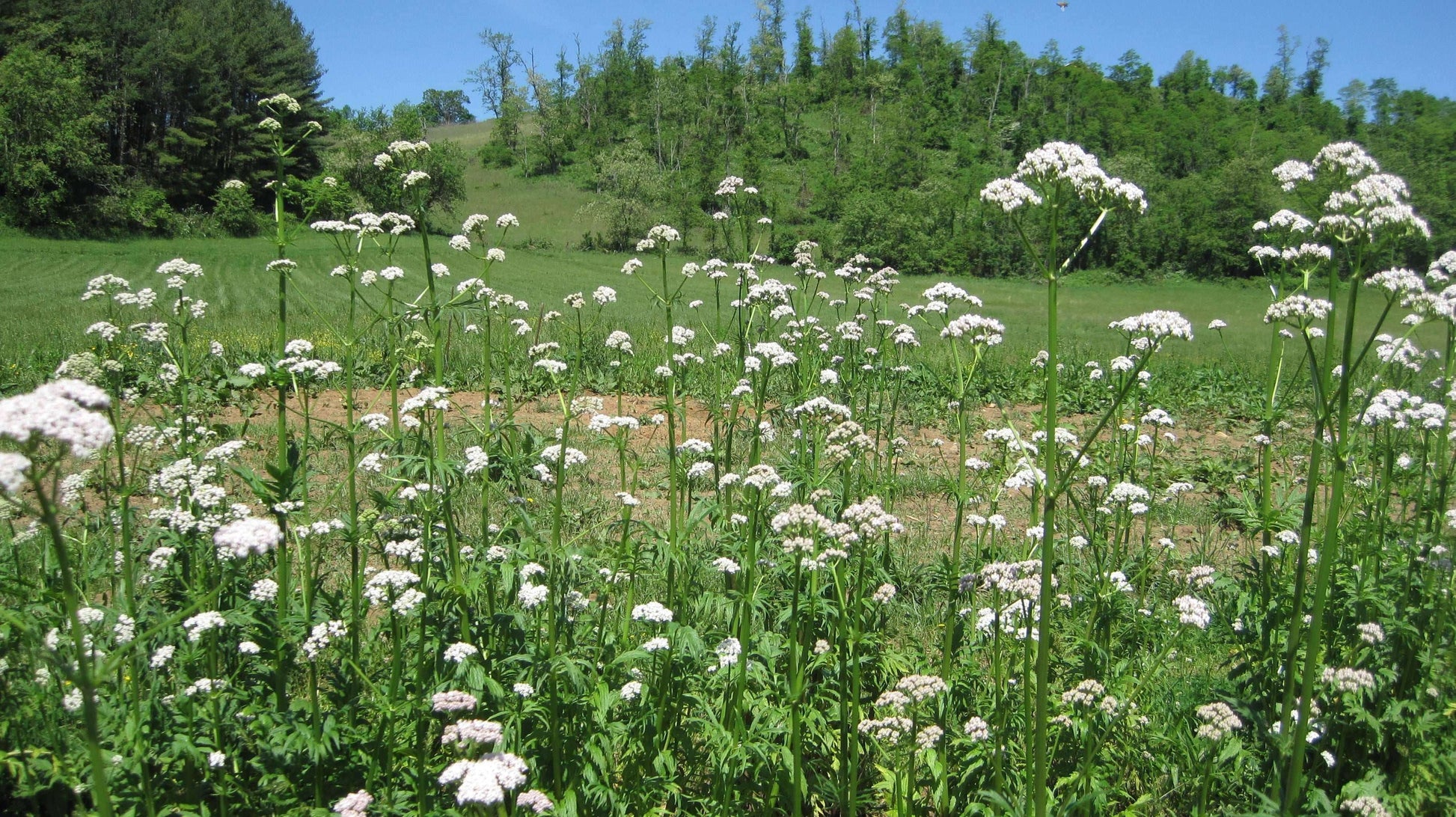 Biodynamic Valerian Preparation - Valeriana officinalis - (BD 507) BD Compost Preparation - Soil Accelerant & Frost Protection - The Josephine Porter Institute
