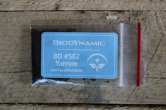 Biodynamic Yarrow Preparation – Achillea millefolium – (BD 502) BD Compost Preparation - The Josephine Porter Institute