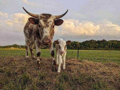 Hugo Erbe #5 – Cow Stomach Preparation - The Josephine Porter Institute