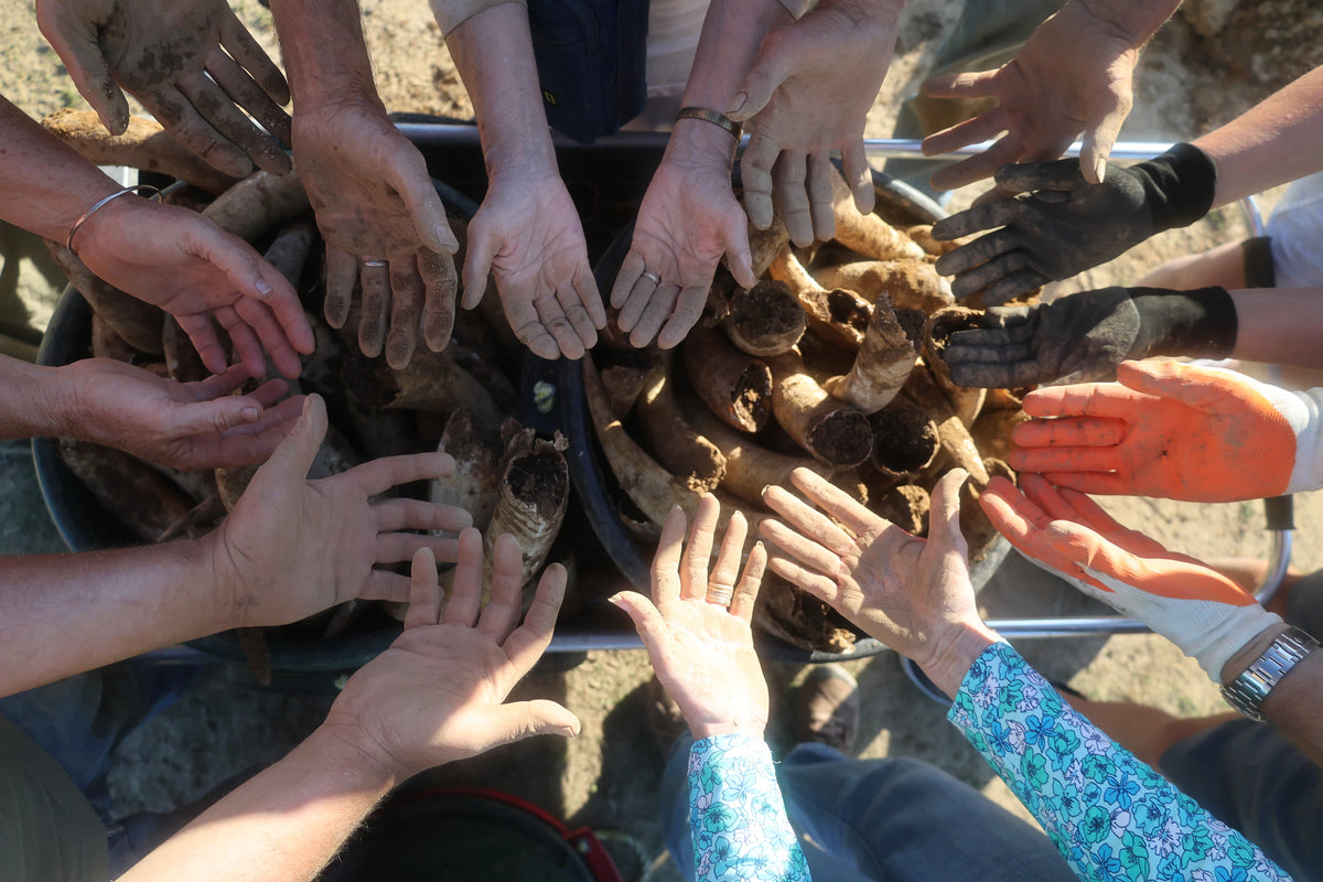 Soil-stained hands encircling a collection of filled cow horns