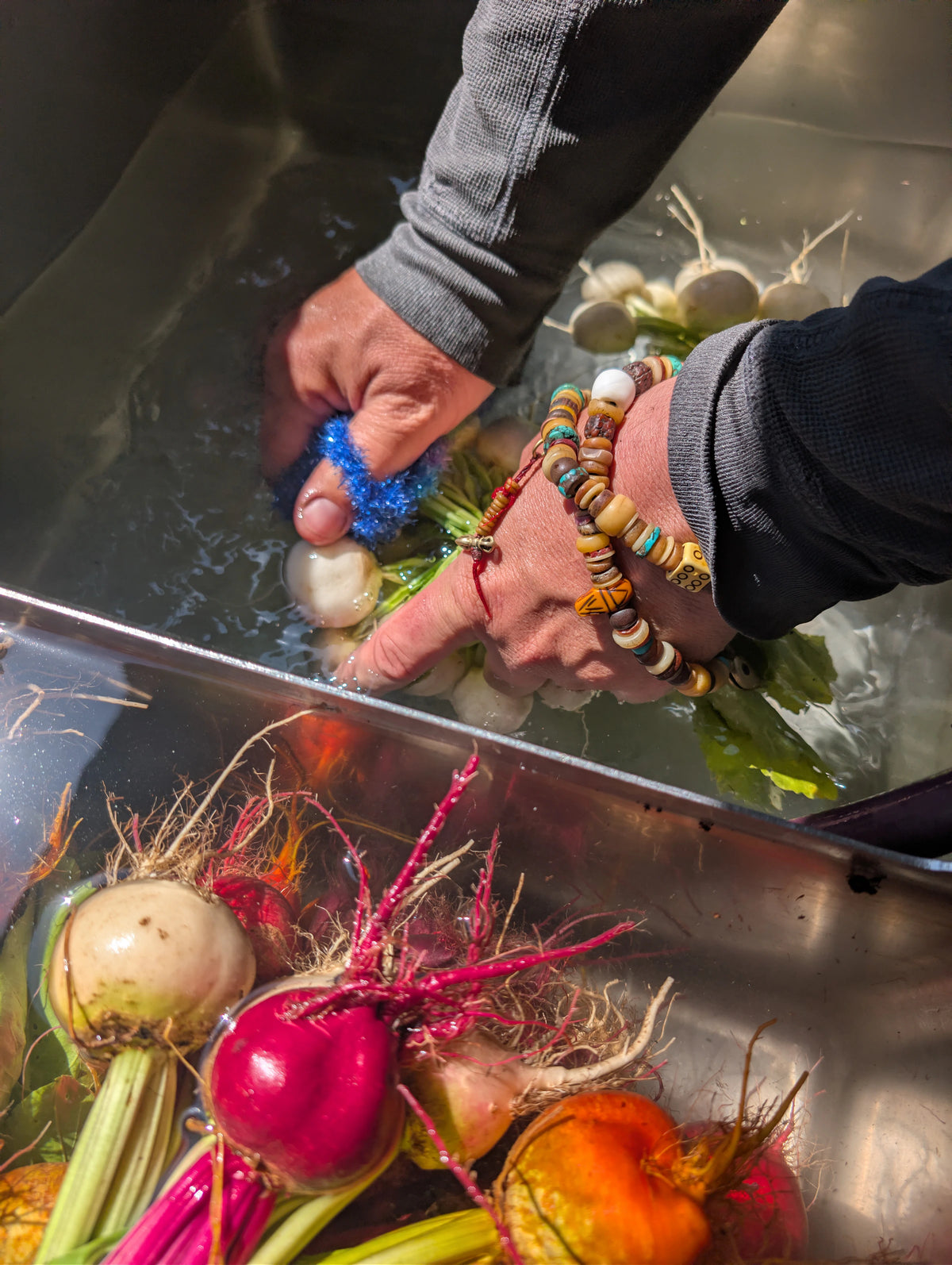 Hands washing freshly harvested colorful root vegetables