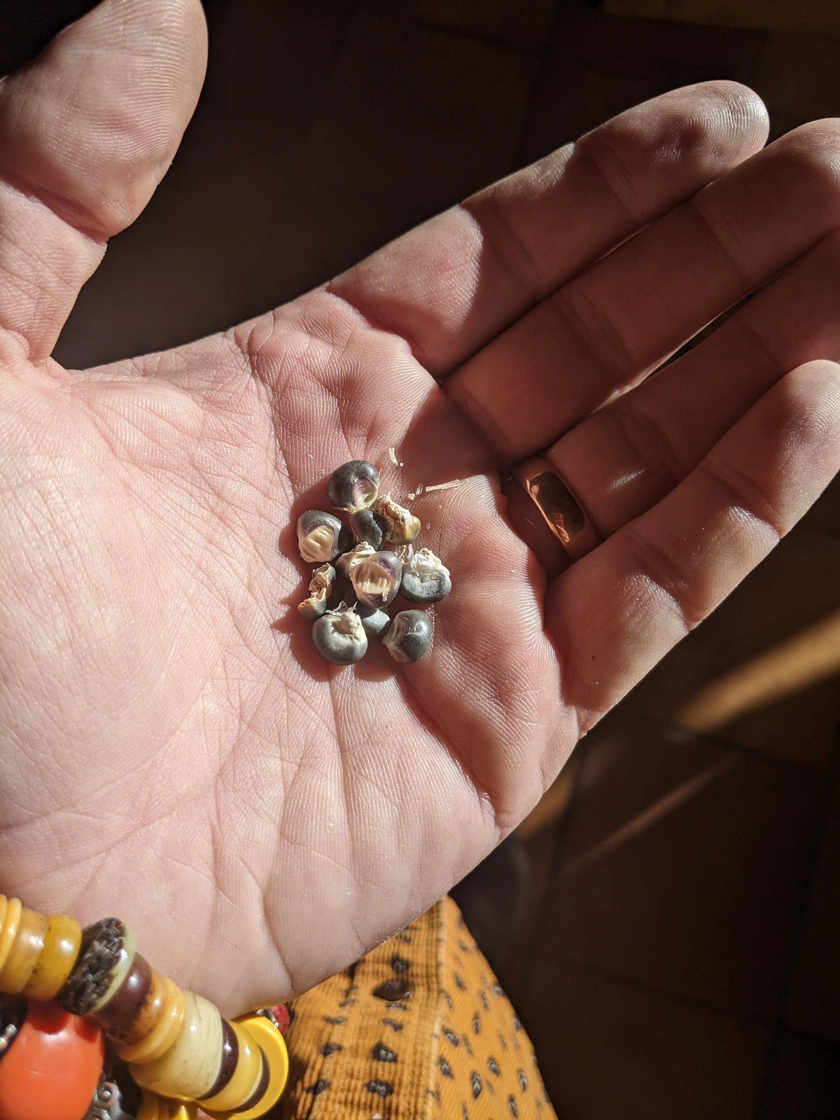Open hand holding a small collection of seeds