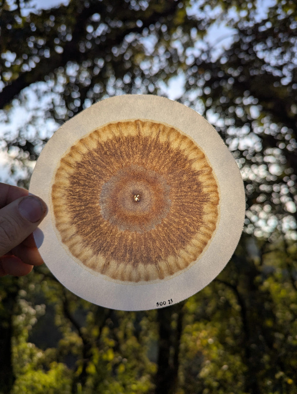 Hand holding a circular soil chromatogram against sunlit trees
