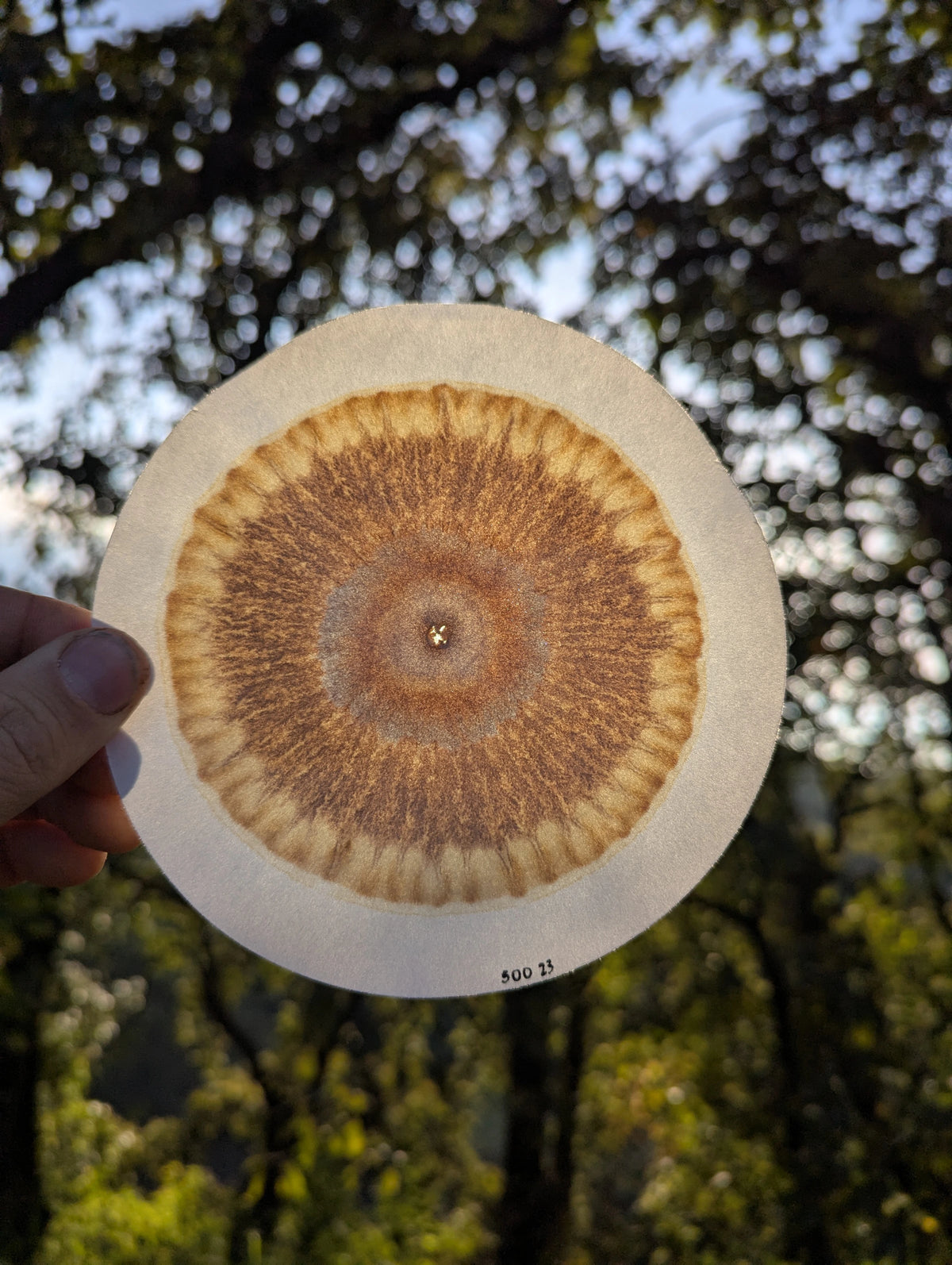 Hand holding a circular soil chromatogram against sunlit trees