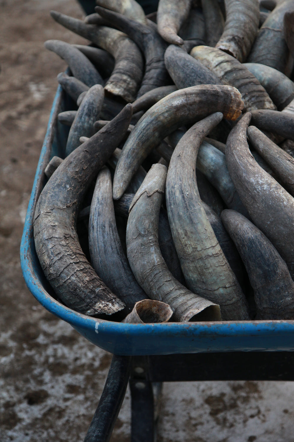 A blue wheelbarrow filled with weathered cow horns used for biodynamic preparations