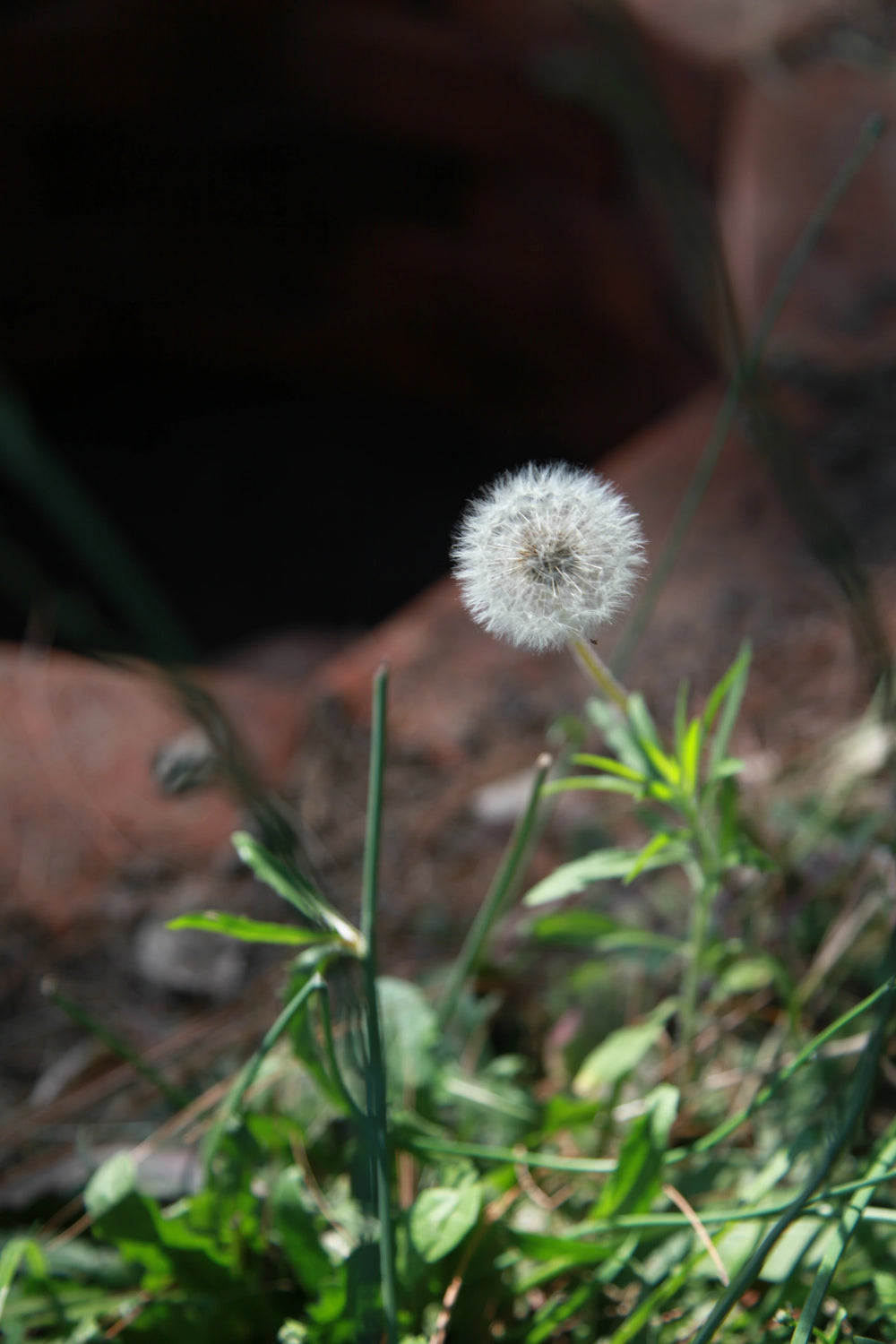 A sunlit dandelion seed head growing beside a brick-lined compost pit