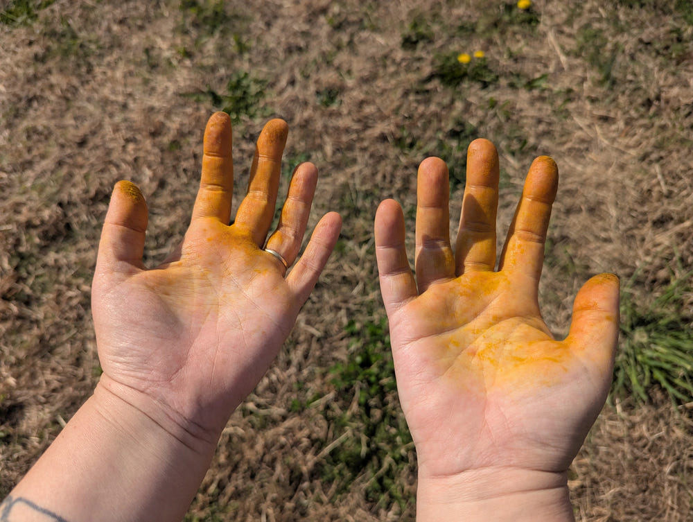 Open palms stained golden after working with a biodynamic preparation