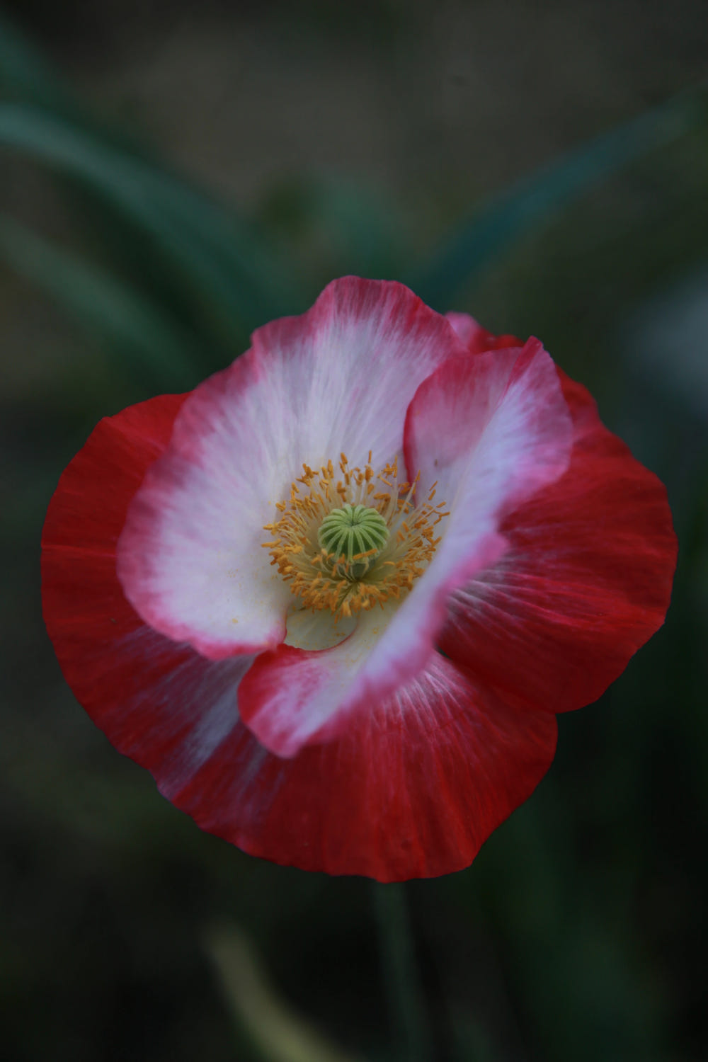 Close-up of a red-and-white poppy in bloom